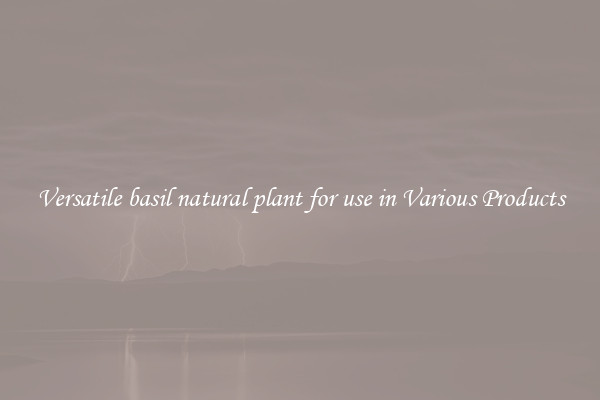 Versatile basil natural plant for use in Various Products